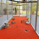 Bird Aviary Floor Mat